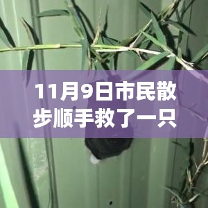 散步奇遇，救助‘鳥界二哈’的自我成長(zhǎng)啟示