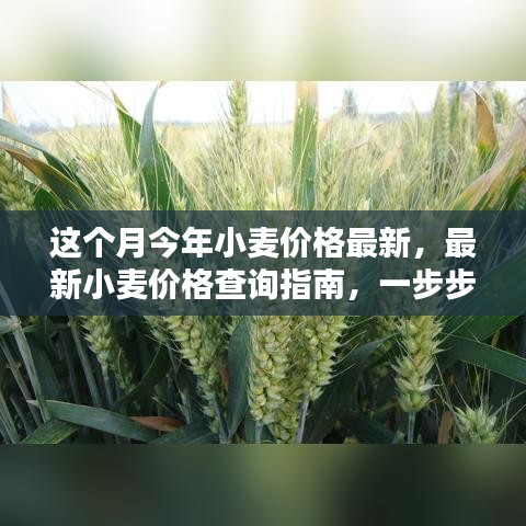 最新小麥價格查詢指南，教你如何獲取本月今年小麥價格信息