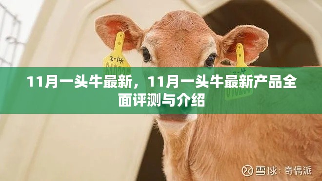 11月一頭牛最新產(chǎn)品全面評測與介紹，最新動態(tài)一覽