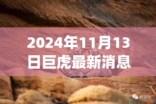 巨虎躍新天，學(xué)習(xí)力量與自信之光的蛻變——2024年11月13日最新消息