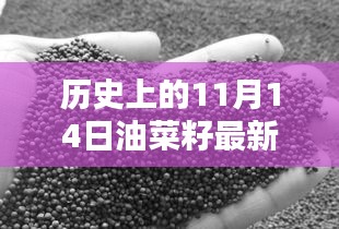 歷史上的11月14日油菜籽價(jià)格行情解析及查詢指南，最新行情與查詢步驟全解析