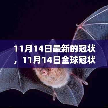 全球冠狀病毒最新進展，關鍵更新與案例分析（截至11月14日）