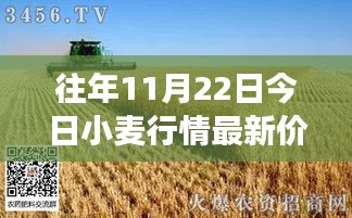 11月22日小麥行情深度解析，最新價格與市場影響力回顧