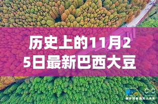 探尋自然秘境，巴西大豆與心靈之旅的交匯點(diǎn)——?dú)v史上的最新巴西大豆報(bào)道