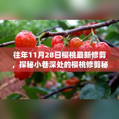 探秘櫻桃修剪秘境，揭秘11月28日修剪技藝的奇妙之旅