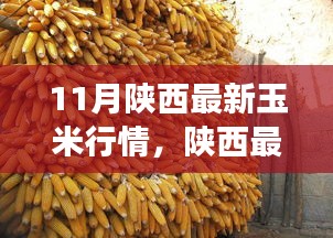 陜西玉米最新行情分析，市場(chǎng)動(dòng)態(tài)、趨勢(shì)展望與行情解讀