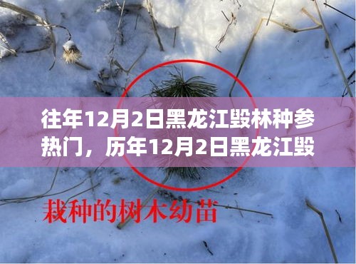 黑龍江毀林種參事件回顧，探尋背后的故事與啟示，歷年12月2日熱門事件聚焦