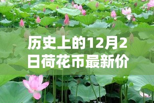 小紅書帶你穿越金融時光，歷史上的荷花幣最新價格表（12月2日版）