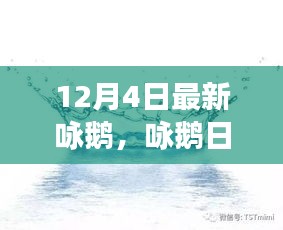 12月4日鵝群趣事與友情盛宴，日常詠鵝新篇章