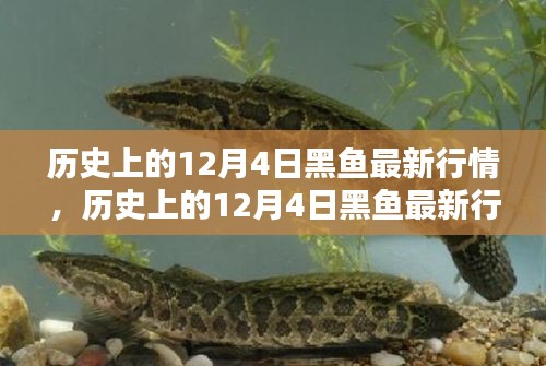 歷史上的12月4日黑魚行情深度解析，特性、體驗(yàn)、競(jìng)品對(duì)比與用戶群體分析