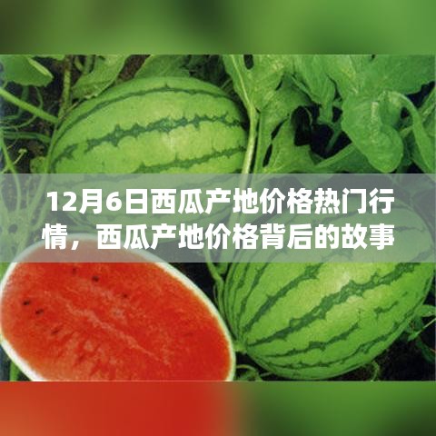 12月6日西瓜產(chǎn)地價格深度解析，變化的力量與自信的種子