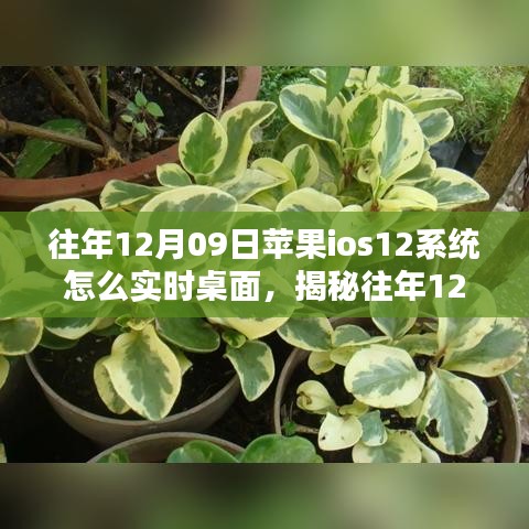 揭秘，蘋果iOS 12系統(tǒng)實(shí)時(shí)桌面設(shè)置指南（往年12月9日發(fā)布）