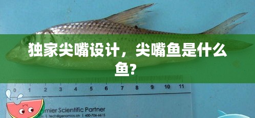 獨家尖嘴設(shè)計，尖嘴魚是什么魚? 