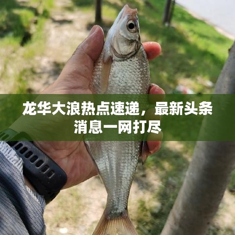 龍華大浪熱點速遞，最新頭條消息一網(wǎng)打盡