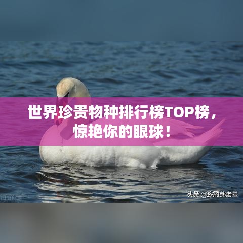 世界珍貴物種排行榜TOP榜，驚艷你的眼球！