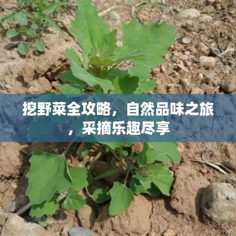 挖野菜全攻略，自然品味之旅，采摘樂趣盡享