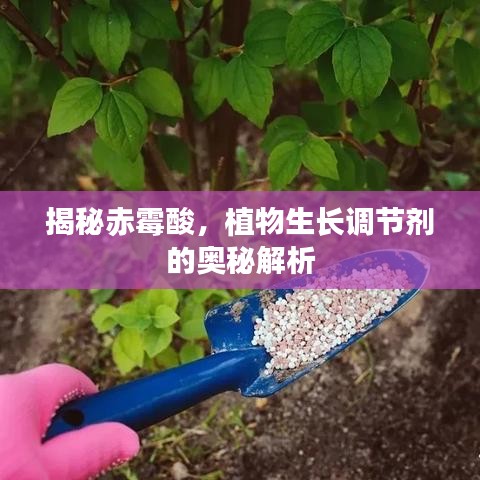 揭秘赤霉酸，植物生長(zhǎng)調(diào)節(jié)劑的奧秘解析