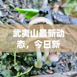 武夷山最新動(dòng)態(tài)，今日新聞速遞