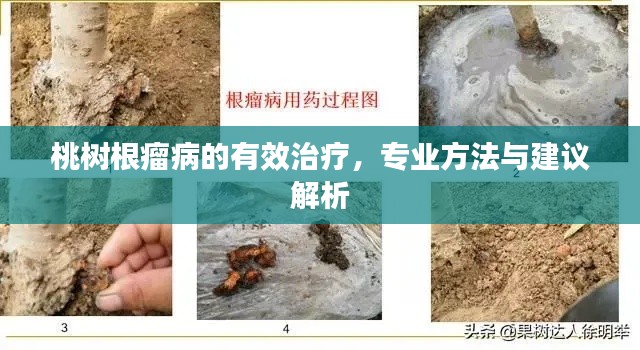 桃樹根瘤病的有效治療，專業(yè)方法與建議解析