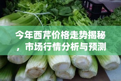 今年西芹價格走勢揭秘，市場行情分析與預(yù)測