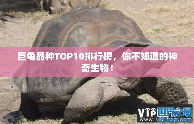 巨龜品種TOP10排行榜，你不知道的神奇生物！