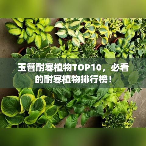 玉簪耐寒植物TOP10，必看的耐寒植物排行榜！