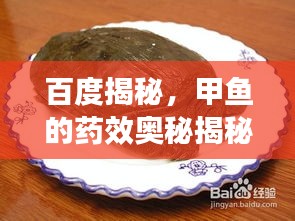 百度揭秘，甲魚的藥效奧秘揭秘！