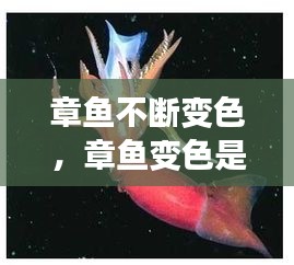 章魚不斷變色，章魚變色是主動(dòng)變異嗎 