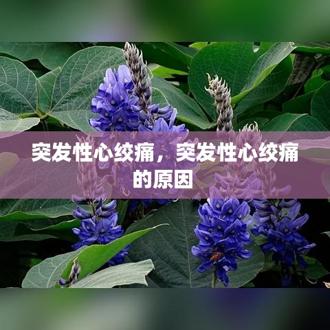 突發(fā)性心絞痛，突發(fā)性心絞痛的原因 