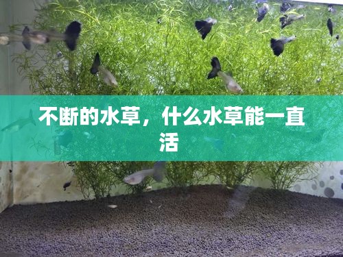 不斷的水草，什么水草能一直活 