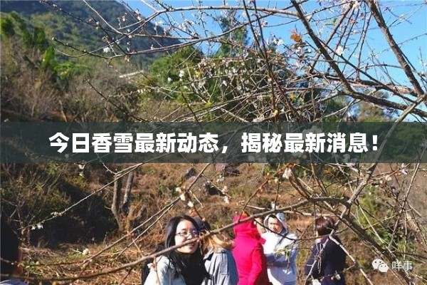 今日香雪最新動態(tài)，揭秘最新消息！