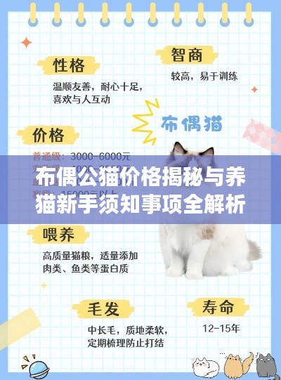 布偶公貓價格揭秘與養(yǎng)貓新手須知事項全解析