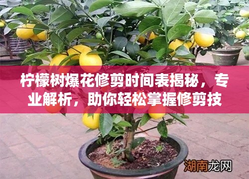 檸檬樹爆花修剪時間表揭秘，專業(yè)解析，助你輕松掌握修剪技巧