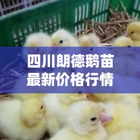 四川朗德鵝苗最新價格行情解析