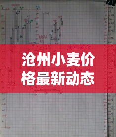滄州小麥價格最新動態(tài)，市場走勢與影響因素深度解析