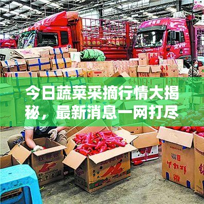 今日蔬菜采摘行情大揭秘，最新消息一網(wǎng)打盡